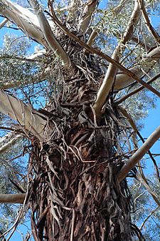 Eucalyptus badjensis bark