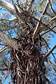 Eucalyptus badjensis bark