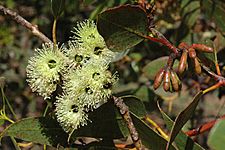 Eucalyptus grossa buds