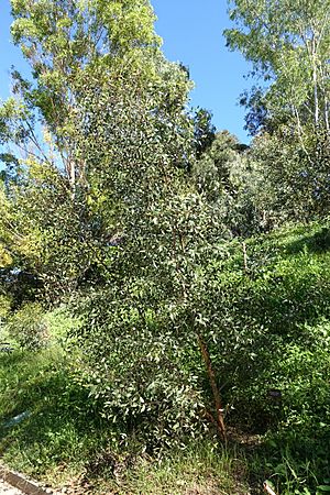Eucalyptus nutans - Jardín Botánico de Barcelona - Barcelona, Spain - DSC08948.JPG