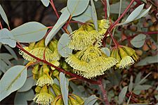 Eucalyptus pimpiniana buds