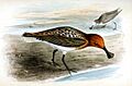 Eurynorhynchus pygmeusIbis1869P012AA