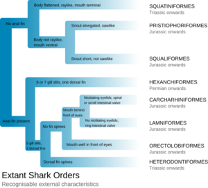 Extant Shark Orders