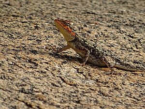 Female South Indian or Peninsular Rock Agama.jpg