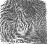 Fingerprint Arch