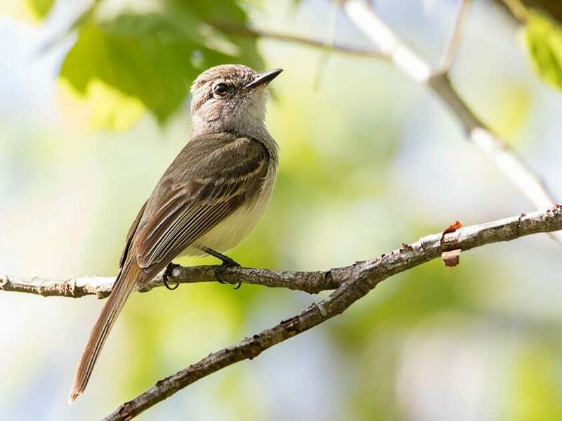 Flammulated Flycatcher (Papamoscas Jaspeado)