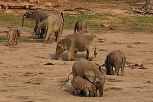 Forest elephant group 2 (6987537761)