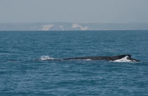 Frazer-island-whale-watch