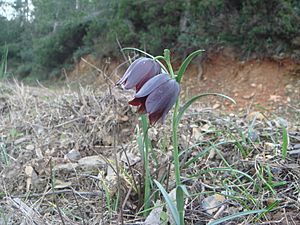 Fritillaria lusitanica c1.JPG