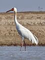 Full-body Portrait of an Adult Siberian Crane at Poyang Lake