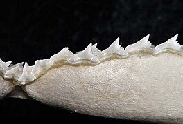 Galeorhinus galeus lower teeth