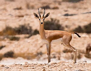 Gazella dorcas, Israel