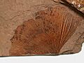 Ginkgo biloba MacAbee BC