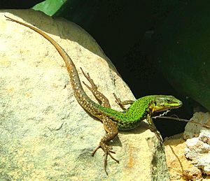 Gozitan wall lizard