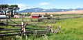 A split-rail fence and ranch buildings at Grant-Kohrs Ranch on a spring day, with grass in foreground and mountains behind.