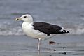Great black-backed gull Larus marinus fourth-winter