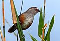 Grey breasted laughing thrush- Asambu Hill Race