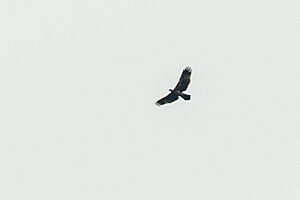 Gurney's Eagle - Halmahera Is - Indonesia S4E0034 (15340377350)