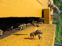 Honeybee-cooling cropped