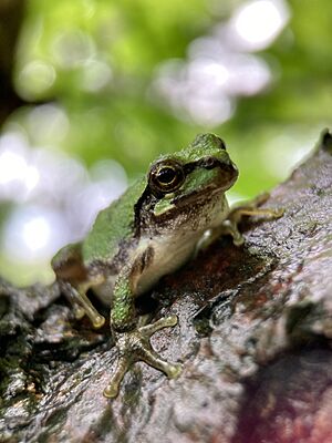 Hyla japonica 190964693