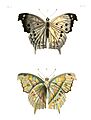 Illustrations of Exotic Entomology III 04