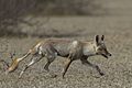 Indian Desert Fox (Vulpes vulpes pusilla) Tal Chappar Rajasthan India 14.02.2013