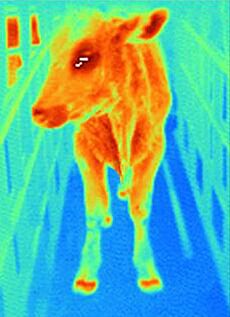 Infrared image of a cow with with foot-and-mouth disease