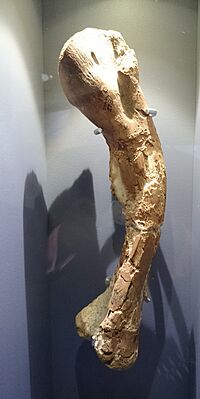 Iziko Thigh bone kangnasaurus.JPG