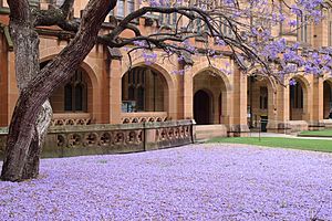 Jacaranda carpet, Sydney University