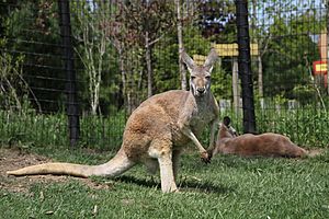 Kangaroo-Columbus-Zoo