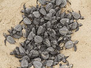Kemp's Ridley Hatchlings