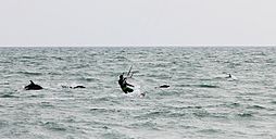 Black sea common dolphins with a kite-surfer off beach