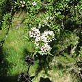 Kunzea ericoides