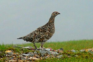 Lagopus mutus