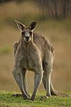 Large Eastern Grey male kangaroo (9645655070)