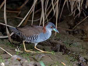 Laterallus exilis - Grey-breasted Crake; Arari, Maranhão, Brazil.jpg