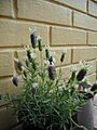 Lavandula Madrid 07
