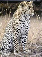 Leopard africa.jpg