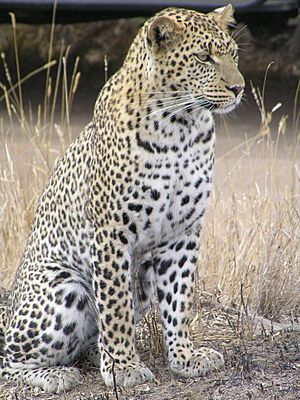 Leopard africa