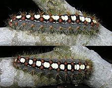 Leucoma salicis larva beentree