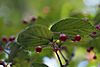 Linden Arrow-wood (Viburnum dilatatum) (22466333816).jpg