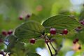 Linden Arrow-wood (Viburnum dilatatum) (22466333816)