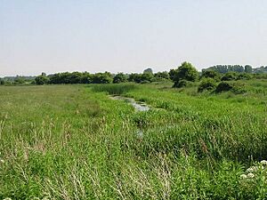 Looking SE across Stodmarsh nature reserve - geograph.org.uk - 462312
