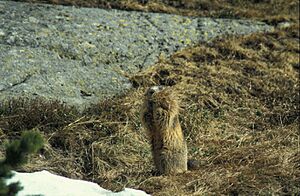 M. marmota latirostris collets a hay