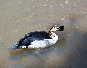 Male knob-billed duck in water