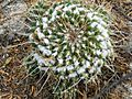 Mammillaria compressa (5706854390)