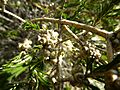 Melaleuca systena (fruits)