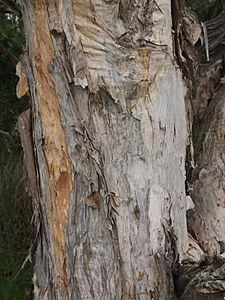 Melaleuca viridiflora bark