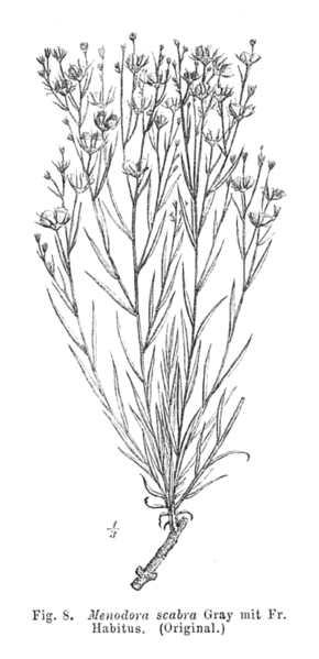 Menodora scabra EP-IV2-008