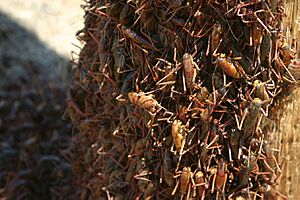 Mormon crickets in Nevada